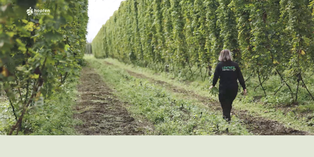 hopfentechnik_fotografie_hopfen